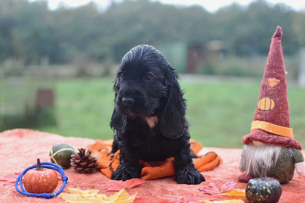 Du Domaine D'Anteros - Chiots disponibles - Cocker Spaniel Anglais