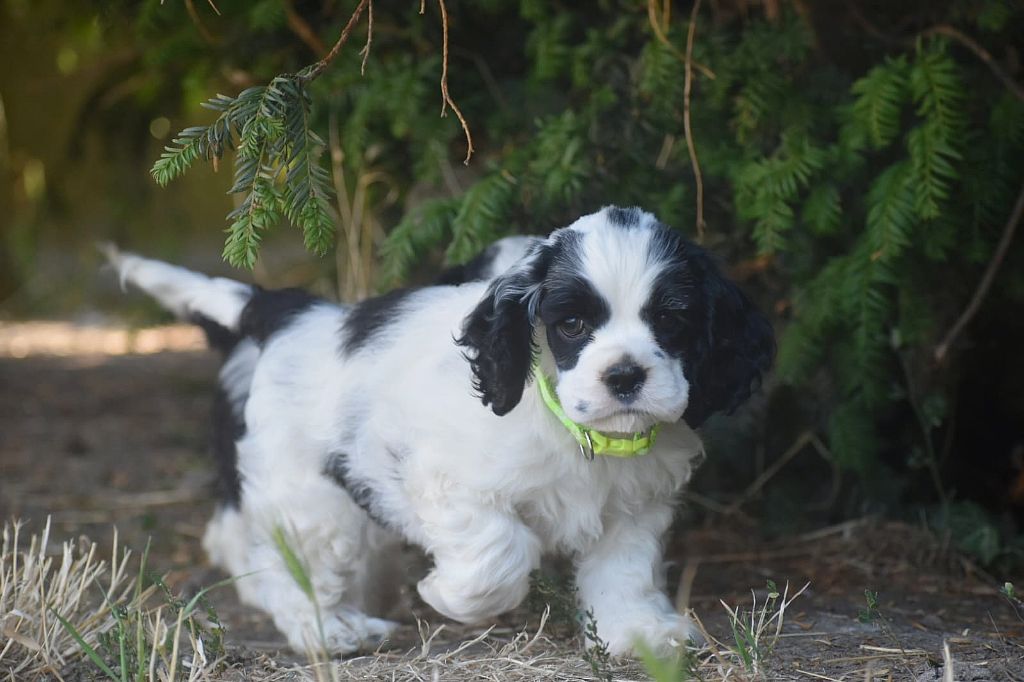 Du Domaine D'Anteros - Chiots disponibles - American Cocker Spaniel