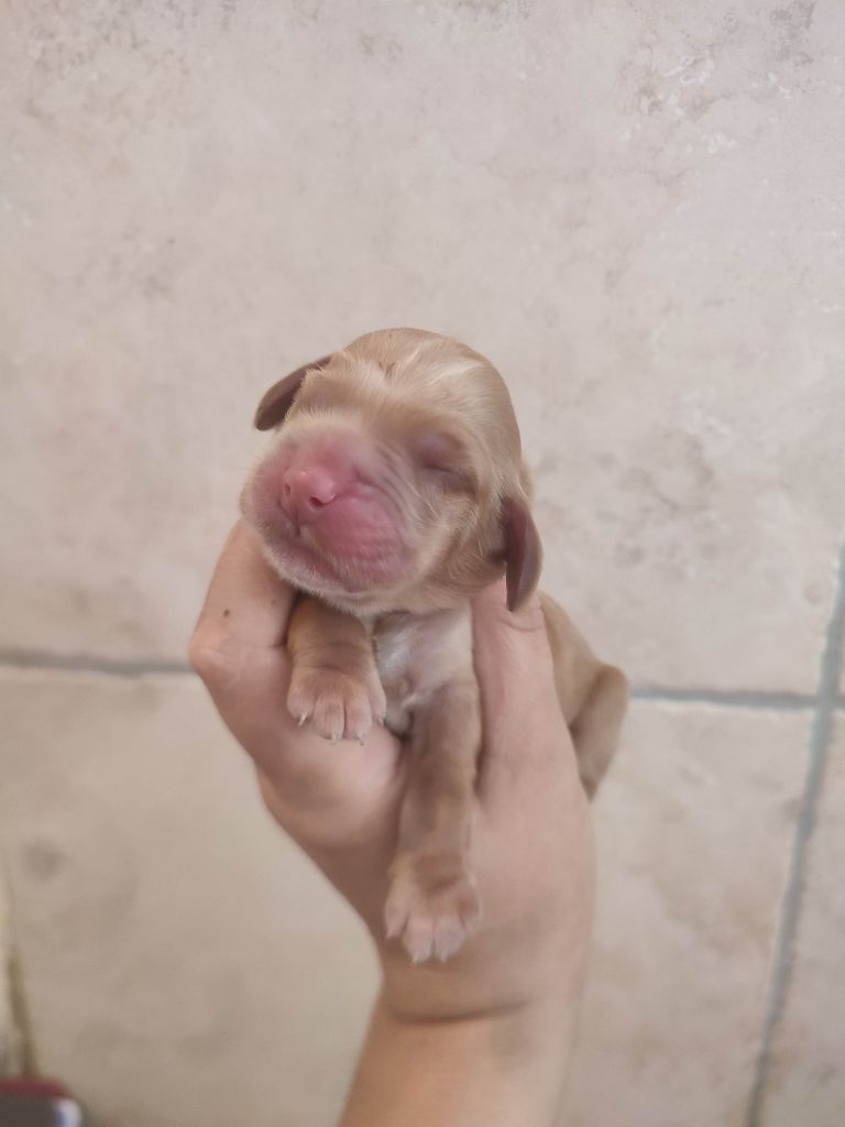 Du Domaine D'Anteros - Chiots disponibles - Cocker Spaniel Anglais