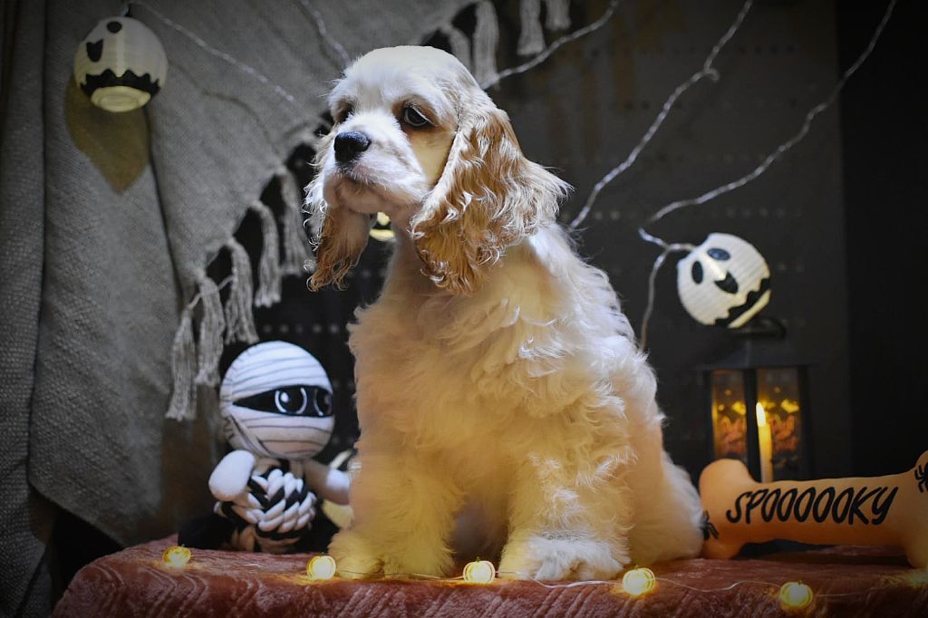 Du Domaine D'Anteros - Chiots disponibles - American Cocker Spaniel