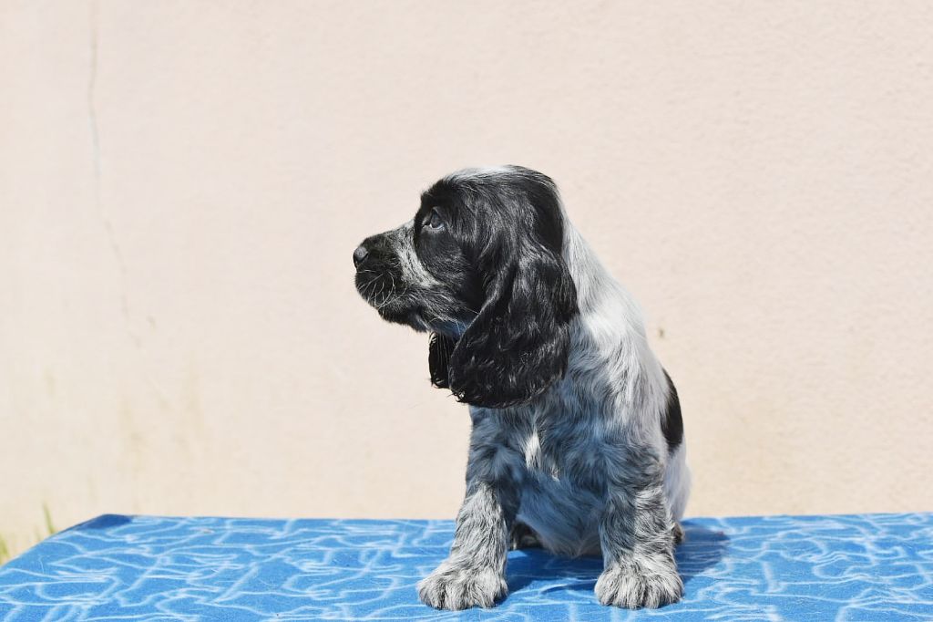 Du Domaine D'Anteros - Chiots disponibles - Cocker Spaniel Anglais