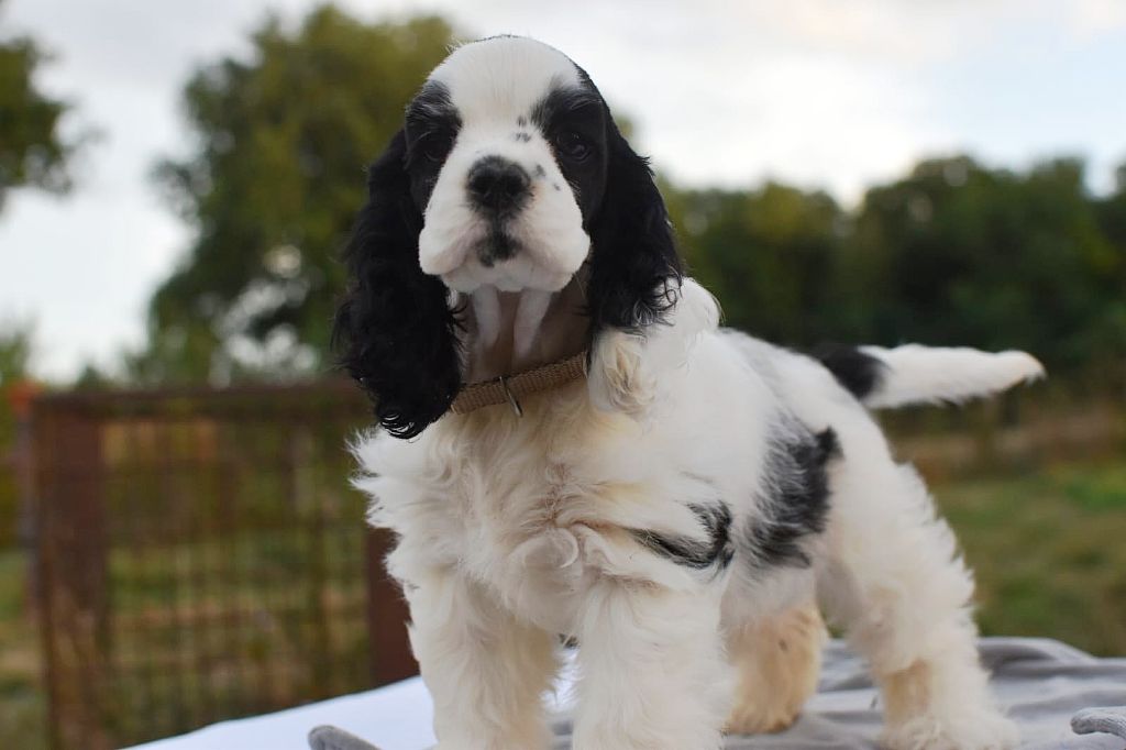 Du Domaine D'Anteros - Chiots disponibles - American Cocker Spaniel