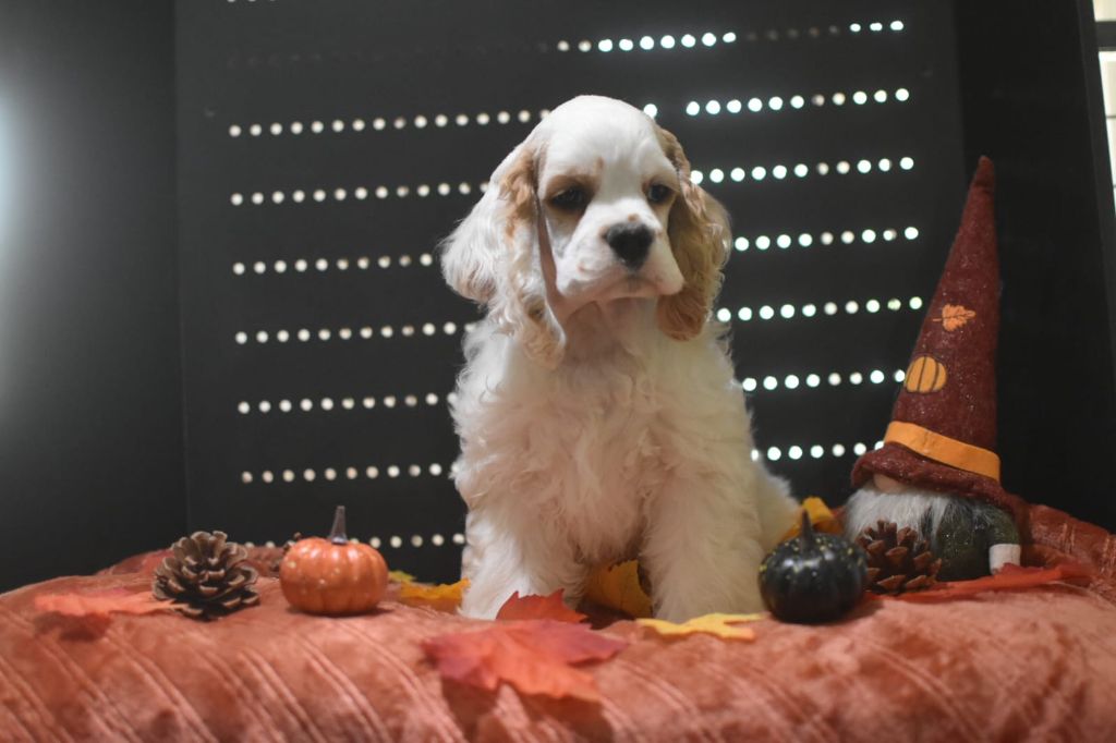 Du Domaine D'Anteros - Chiots disponibles - American Cocker Spaniel