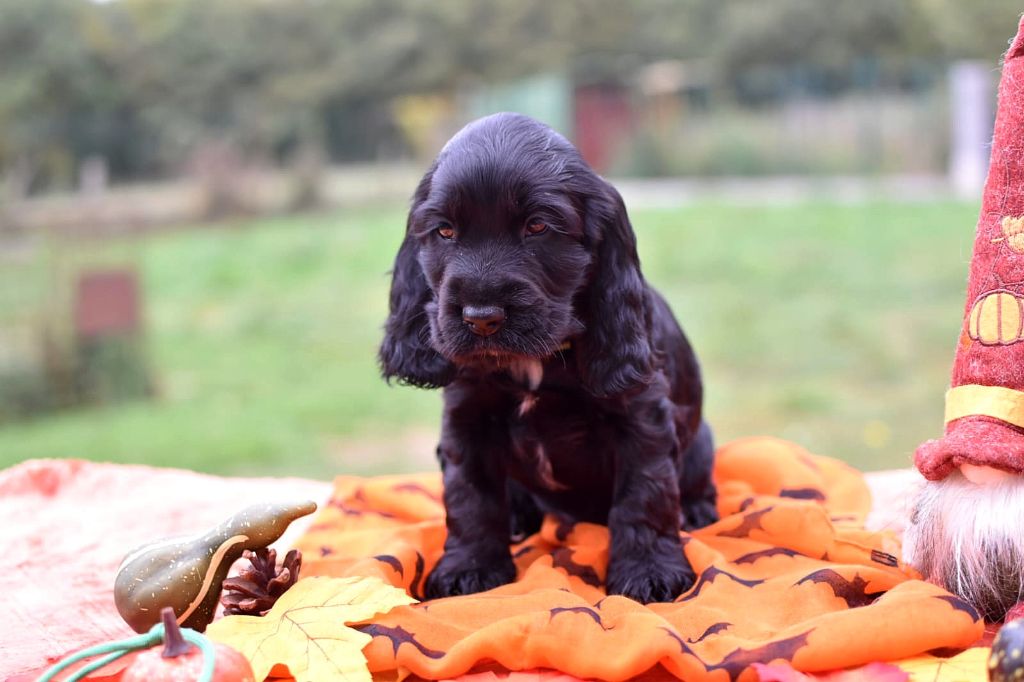 Du Domaine D'Anteros - Chiots disponibles - Cocker Spaniel Anglais