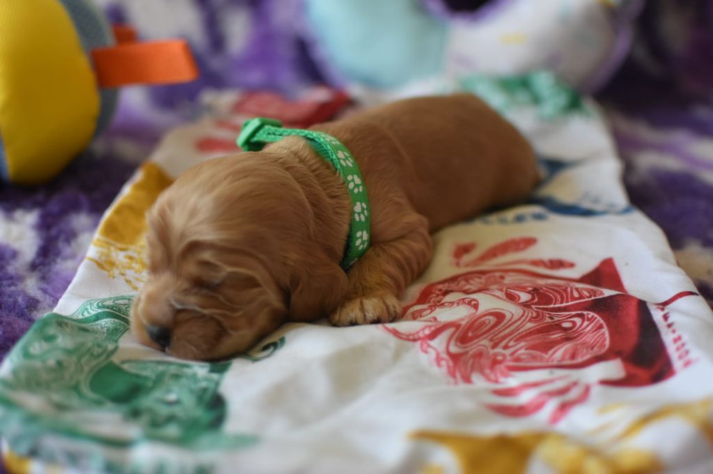 Du Domaine D'Anteros - Chiots disponibles - Cocker Spaniel Anglais
