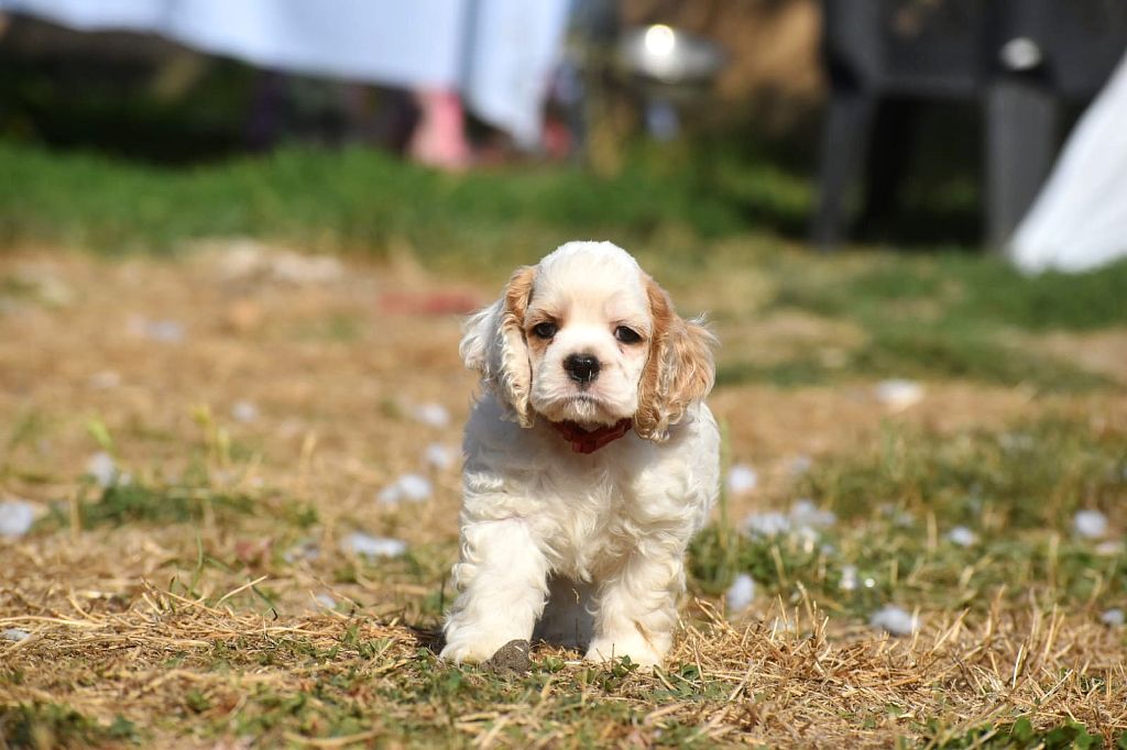 Du Domaine D'Anteros - Chiots disponibles - American Cocker Spaniel