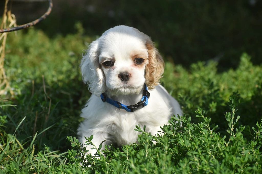 Du Domaine D'Anteros - Chiots disponibles - American Cocker Spaniel