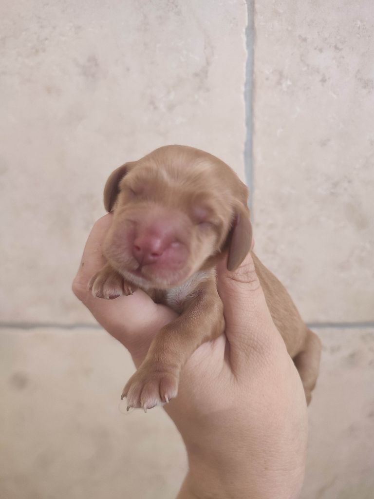 Du Domaine D'Anteros - Chiots disponibles - Cocker Spaniel Anglais