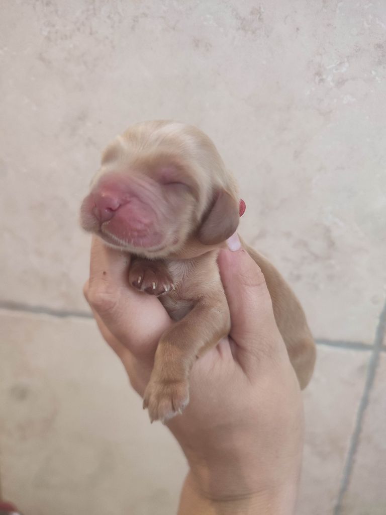 Du Domaine D'Anteros - Chiots disponibles - Cocker Spaniel Anglais