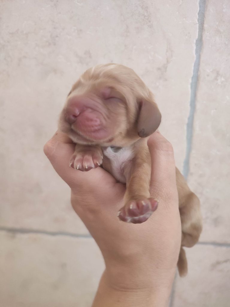 Du Domaine D'Anteros - Chiots disponibles - Cocker Spaniel Anglais