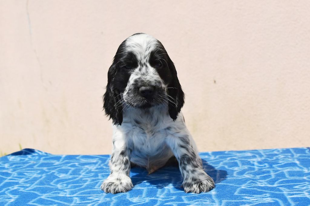 Du Domaine D'Anteros - Chiots disponibles - Cocker Spaniel Anglais