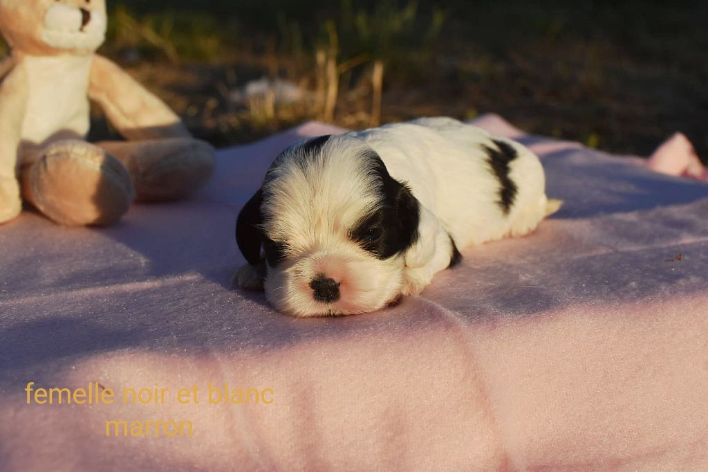 Du Domaine D'Anteros - Chiots disponibles - American Cocker Spaniel