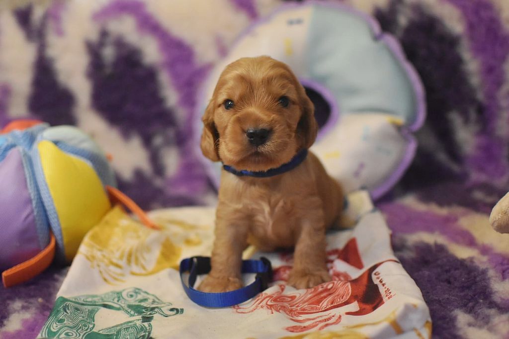 Du Domaine D'Anteros - Chiots disponibles - Cocker Spaniel Anglais