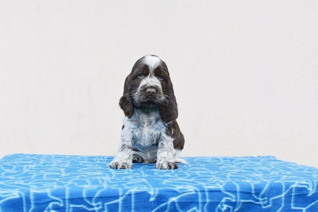 Du Domaine D'Anteros - Chiots disponibles - Cocker Spaniel Anglais