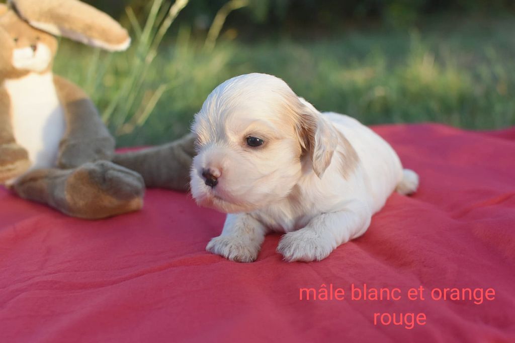 Du Domaine D'Anteros - Chiots disponibles - American Cocker Spaniel
