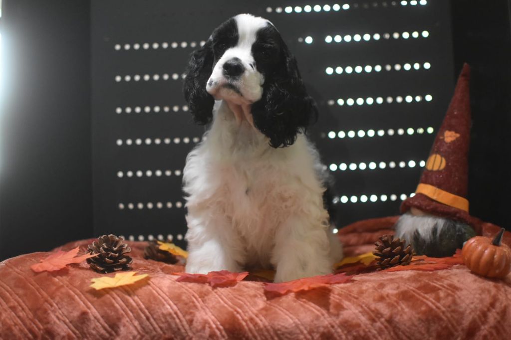 Du Domaine D'Anteros - Chiots disponibles - American Cocker Spaniel
