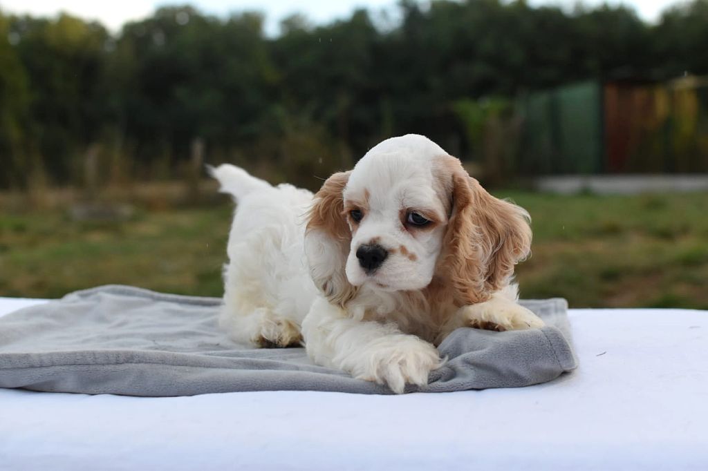 Du Domaine D'Anteros - Chiots disponibles - American Cocker Spaniel