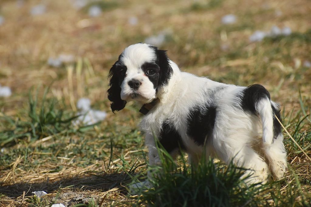 Du Domaine D'Anteros - Chiots disponibles - American Cocker Spaniel