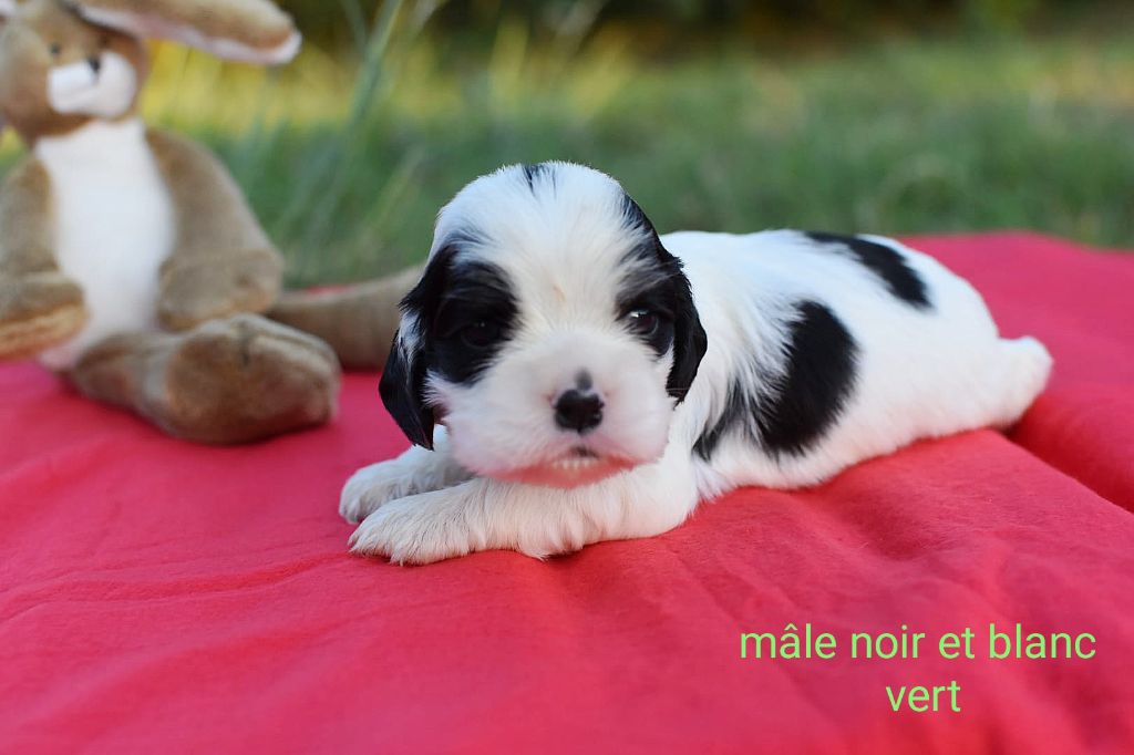 Du Domaine D'Anteros - Chiots disponibles - American Cocker Spaniel