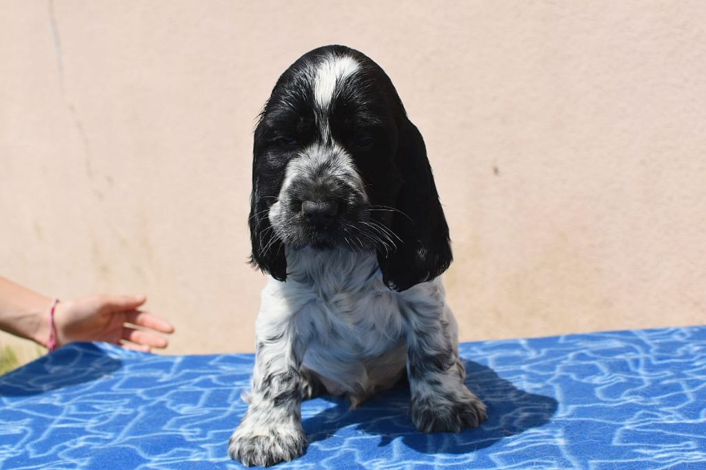 Du Domaine D'Anteros - Chiots disponibles - Cocker Spaniel Anglais