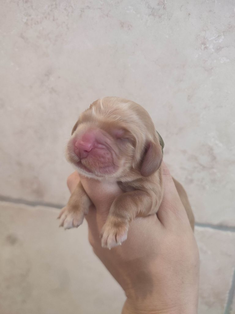 Du Domaine D'Anteros - Chiots disponibles - Cocker Spaniel Anglais