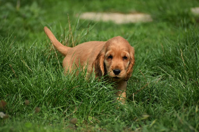 Aslan