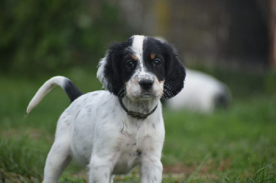 CHIOT trico collier vert