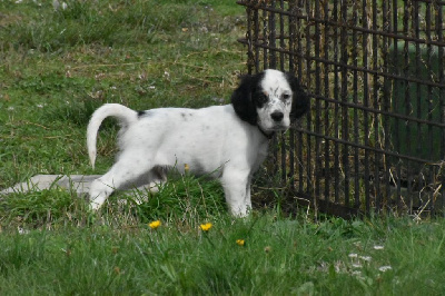 CHIOT trico collier noir