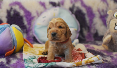 Aslan