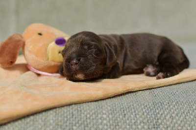 Chocolat 