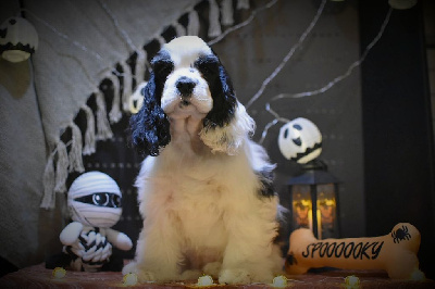Noir et blanc collier marron