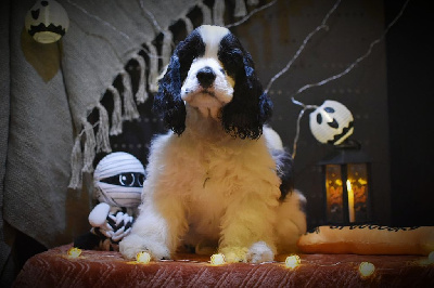 Noir et blanc collier vert