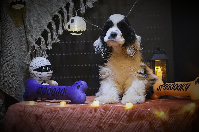 Noir et blanc collier bleu