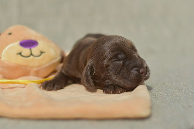 CHIOT 2