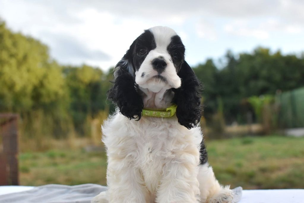 Du Domaine D'Anteros - Chiots disponibles - American Cocker Spaniel