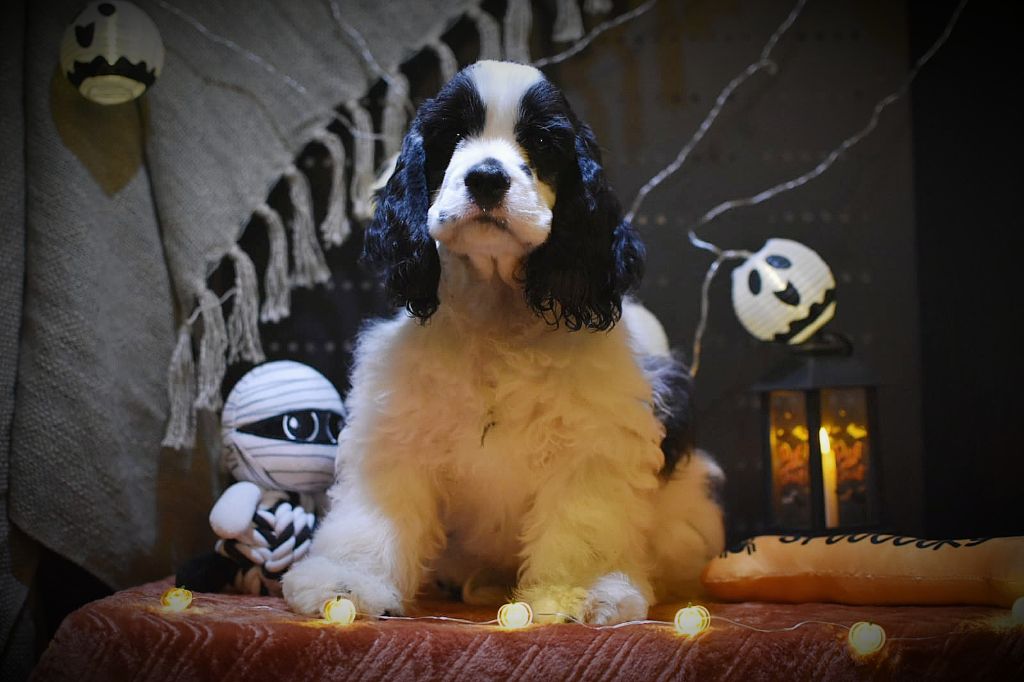 Du Domaine D'Anteros - Chiots disponibles - American Cocker Spaniel