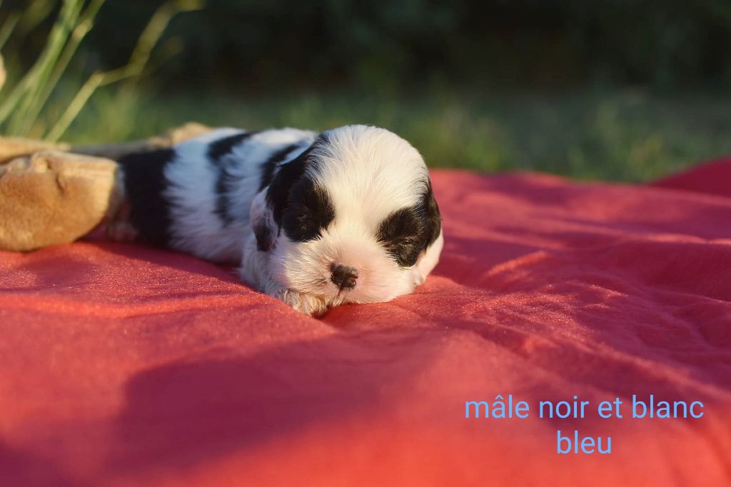 Du Domaine D'Anteros - Chiots disponibles - American Cocker Spaniel