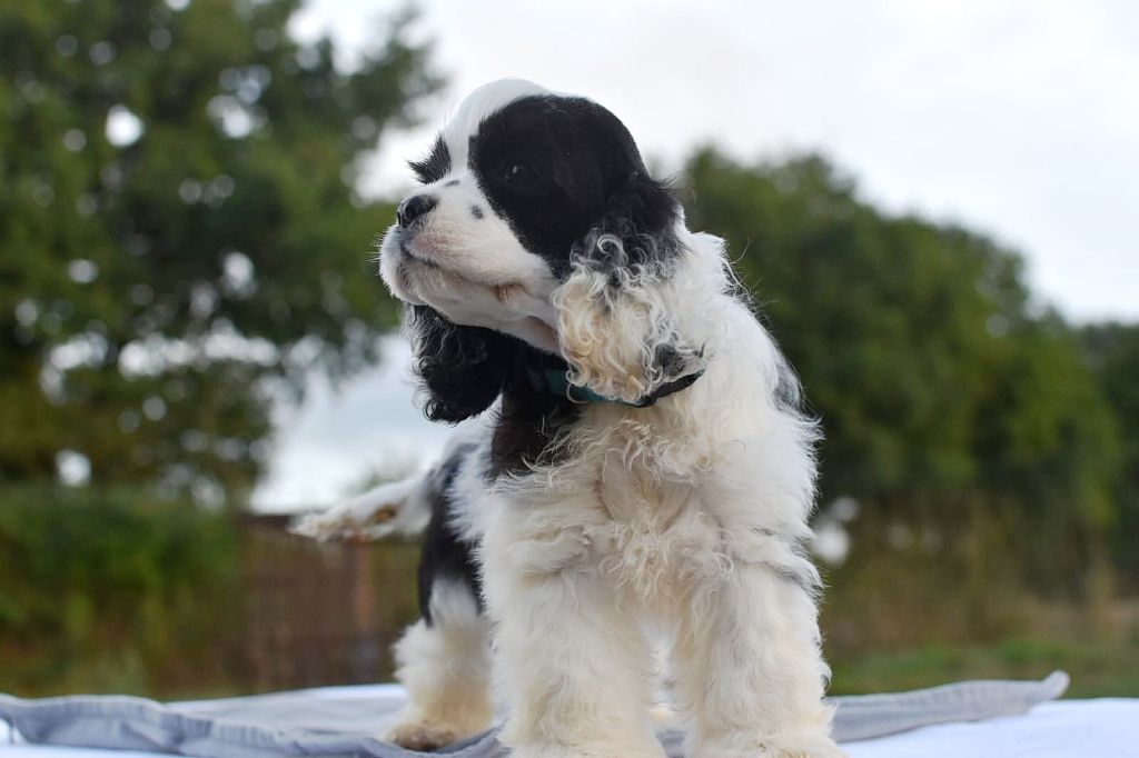 Du Domaine D'Anteros - Chiots disponibles - American Cocker Spaniel