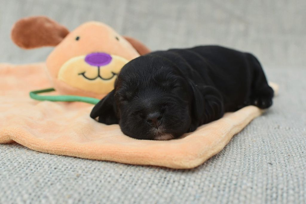 Du Domaine D'Anteros - Chiots disponibles - Cocker Spaniel Anglais