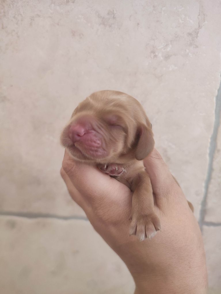 Du Domaine D'Anteros - Chiots disponibles - Cocker Spaniel Anglais