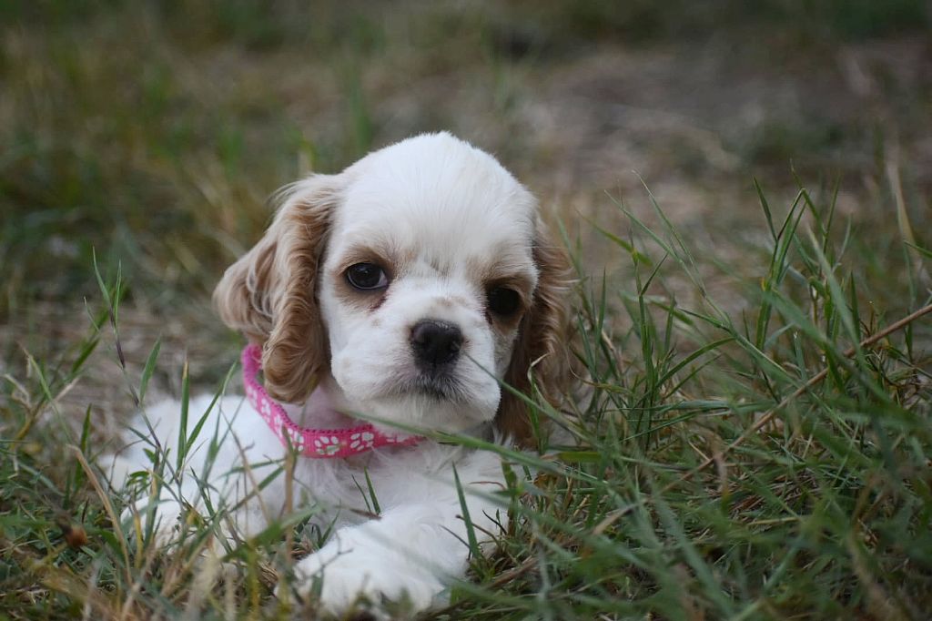 Du Domaine D'Anteros - Chiots disponibles - American Cocker Spaniel