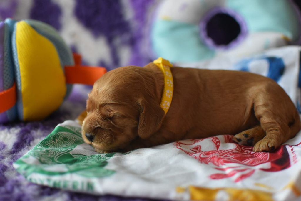 Du Domaine D'Anteros - Chiots disponibles - Cocker Spaniel Anglais