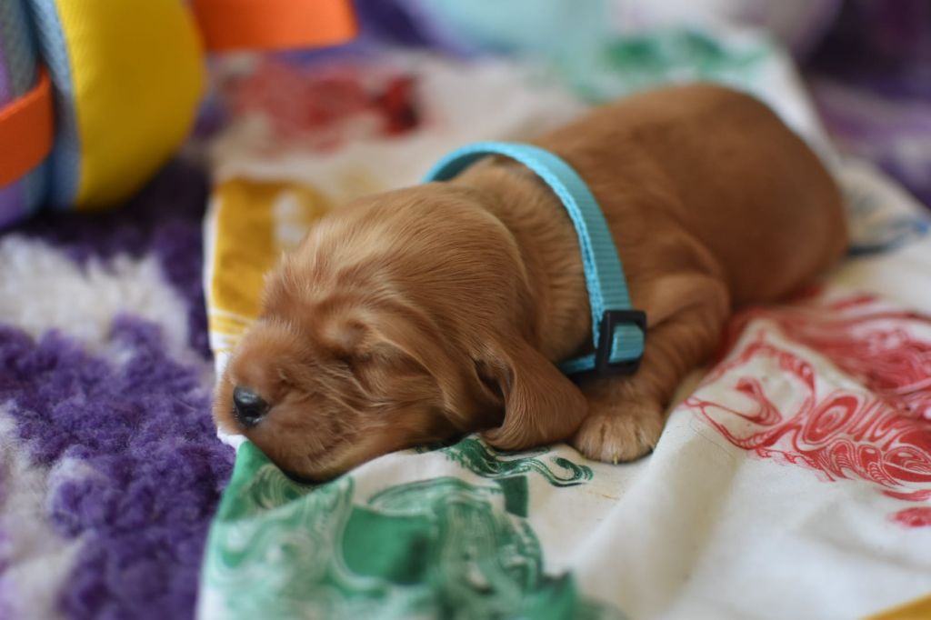 Du Domaine D'Anteros - Chiots disponibles - Cocker Spaniel Anglais