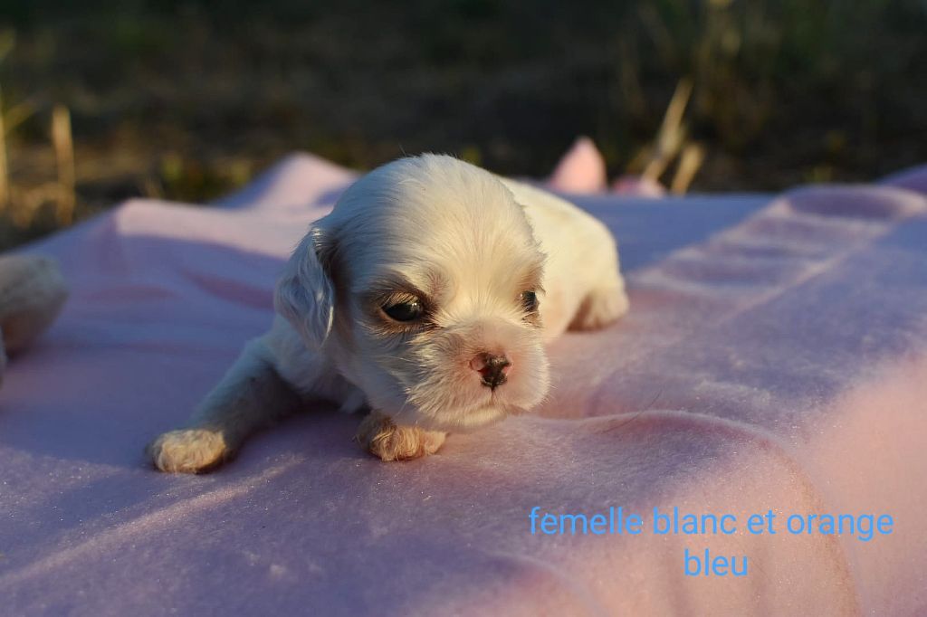 Du Domaine D'Anteros - Chiots disponibles - American Cocker Spaniel