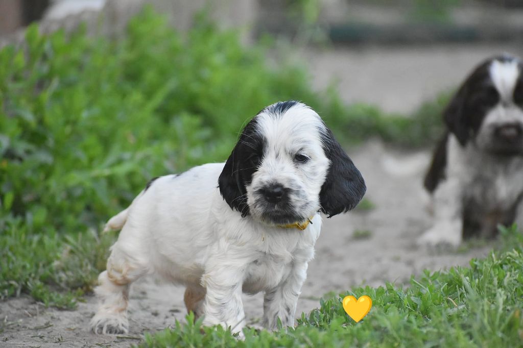 Du Domaine D'Anteros - Chiots disponibles - Cocker Spaniel Anglais