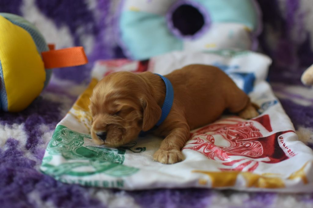 Du Domaine D'Anteros - Chiots disponibles - Cocker Spaniel Anglais