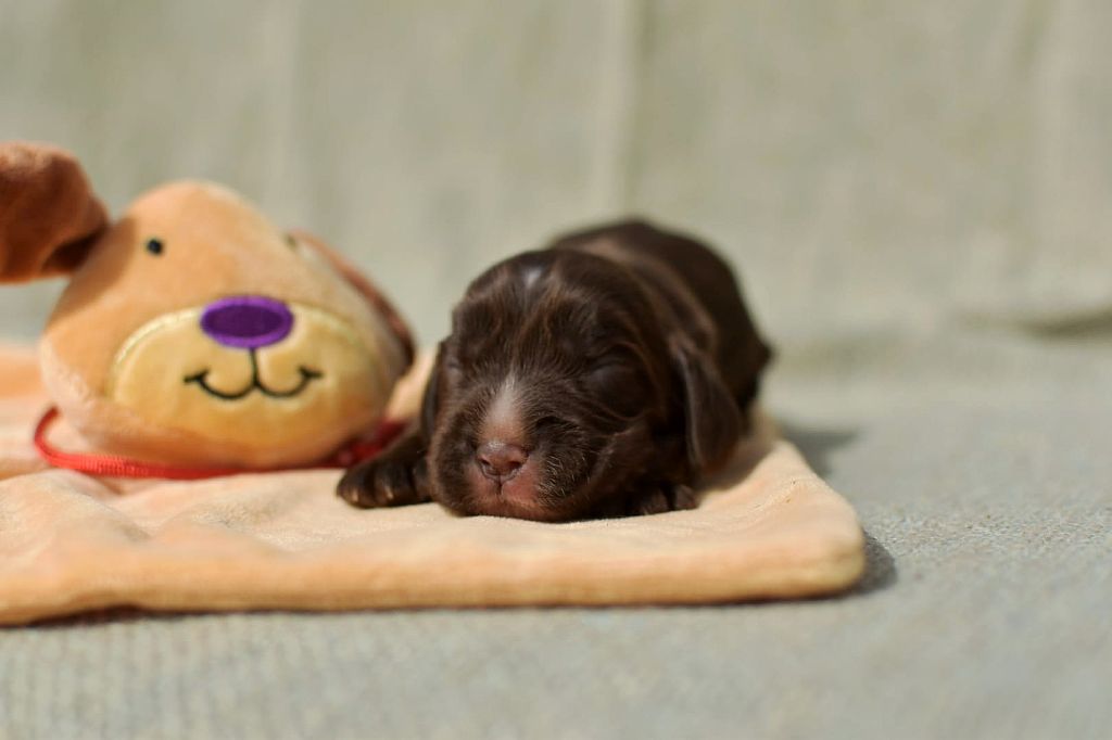 Du Domaine D'Anteros - Chiots disponibles - Cocker Spaniel Anglais