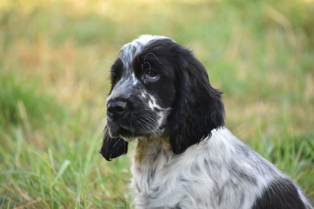 Du Domaine D'Anteros - Chiots disponibles - Cocker Spaniel Anglais