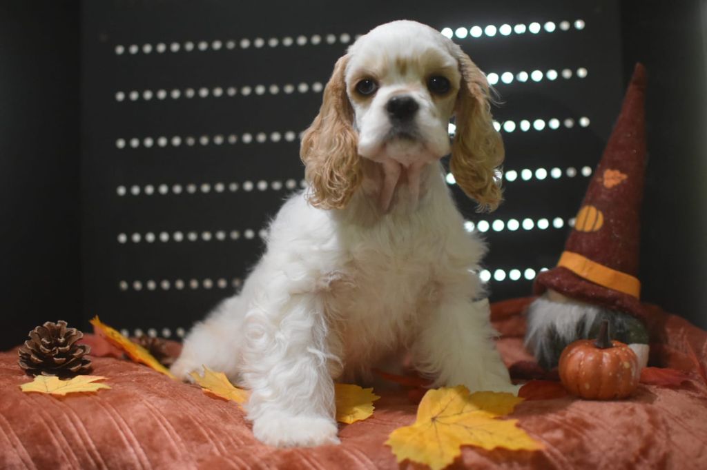 Du Domaine D'Anteros - Chiots disponibles - American Cocker Spaniel