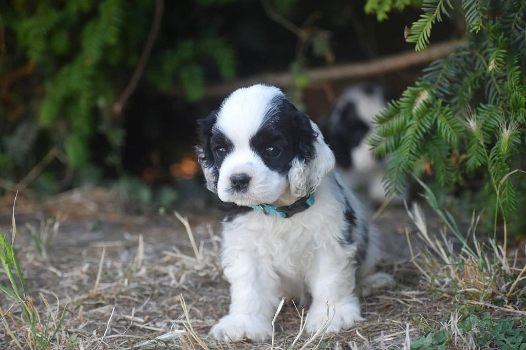 Du Domaine D'Anteros - Chiots disponibles - American Cocker Spaniel
